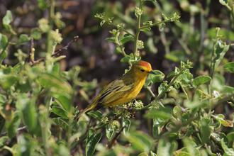Yellow Warbler